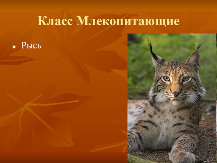 Класс МлекопитающиеРысь