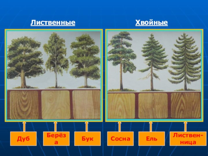 ДубБерёзаБукСоснаЕльЛиствен-ницаЛиственныеХвойные
