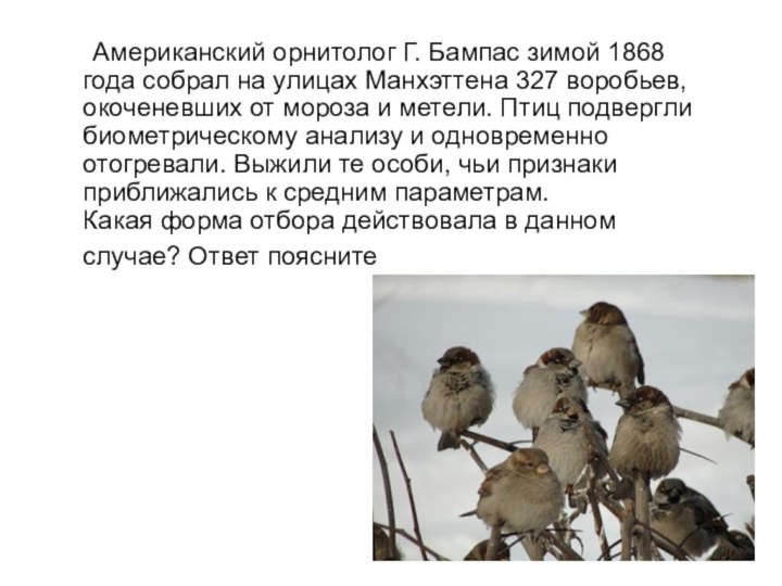 Американский орнитолог Г. Бампас зимой 1868 года собрал на улицах Манхэттена 327