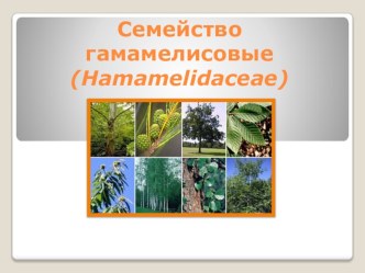 Презентация по ботанике Семейство гамамелисовые (Hamamelidaceae)