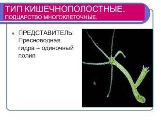 Презентация по биологии на тему Тип Кишечнополостные