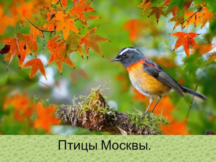 Птицы Москвы.