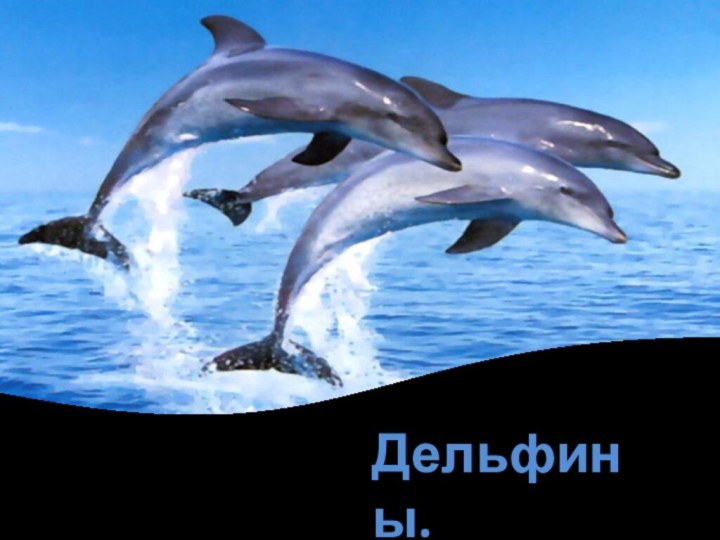 Дельфины.