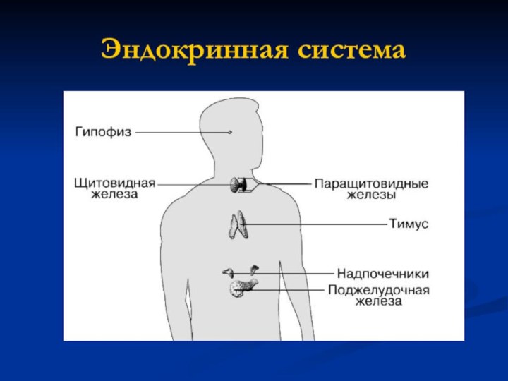 Эндокринная система