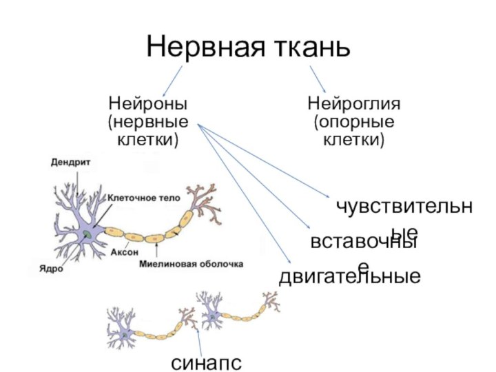 Нервная тканьНейроны (нервные клетки)Нейроглия (опорные клетки)двигательныечувствительныевставочныесинапс