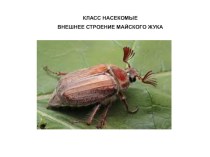 Презентация по биологии: Майский жук. Внешнее и внутреннее строение