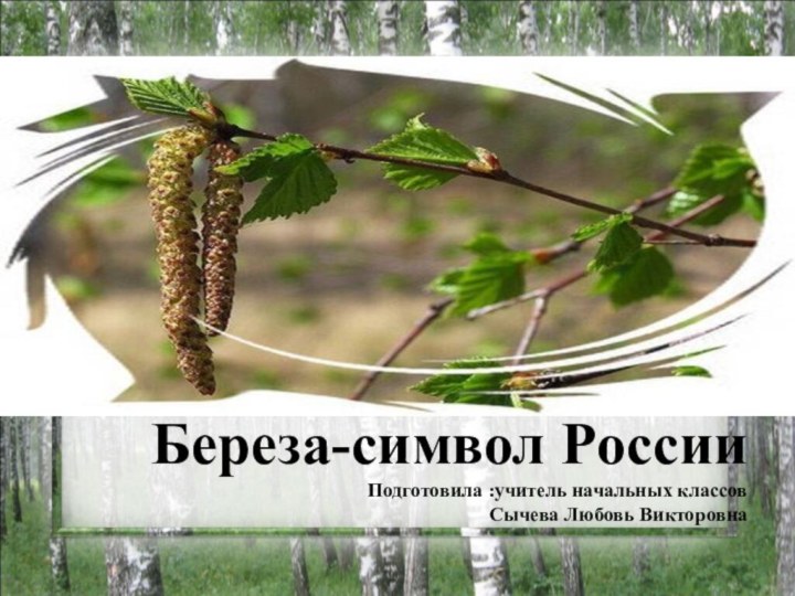 Береза-символ России Подготовила :учитель начальных классов  Сычева Любовь Викторовна