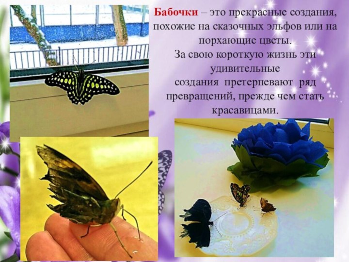 Бабочки – это прекрасные создания, похожие на сказочных эльфов или на порхающие