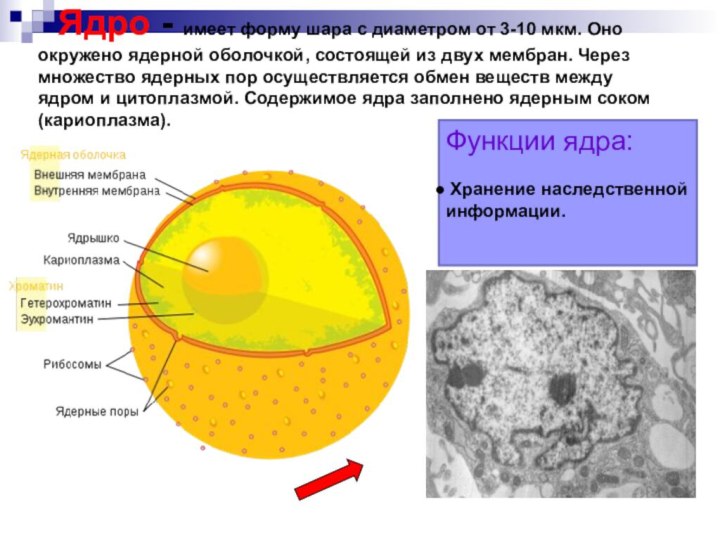 Ядро - имеет форму шара с диаметром от 3-10 мкм. Оно