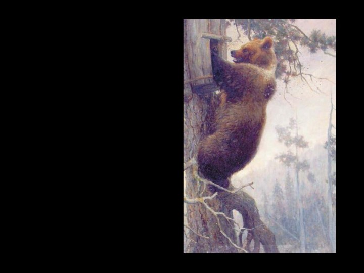 Медведь в лесах Башкирии