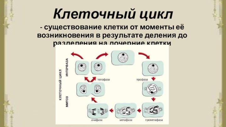 Клеточный цикл- существование клетки от моменты её возникновения в результате деления до разделения на дочерние клетки