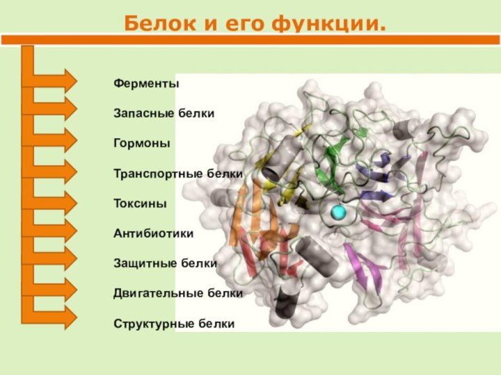 Белок и его функции.ФерментыЗапасные белкиГормоныТранспортные белкиТоксиныАнтибиотикиЗащитные белкиДвигательные белкиСтруктурные белки