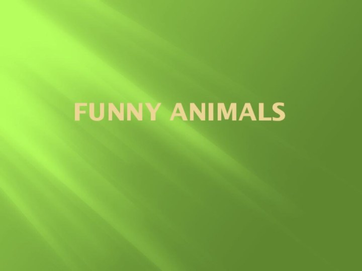 Funny animals