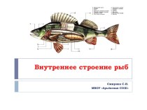 Презентация по биологии в 7 классе по теме Особенности внутреннего строения и жизнедеятельности рыб