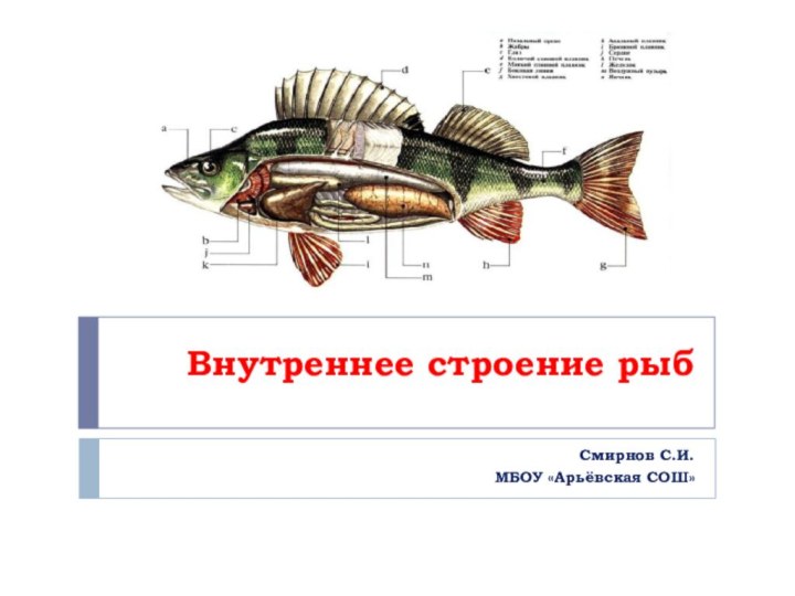 Внутреннее строение рыбСмирнов С.И.МБОУ «Арьёвская СОШ»