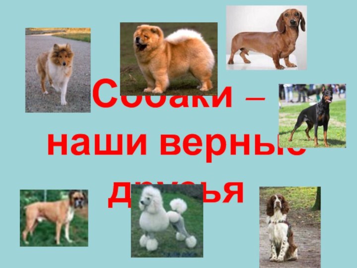 Собаки –  наши верные друзья