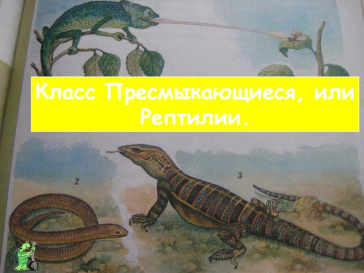 Класс Пресмыкающиеся, или Рептилии.