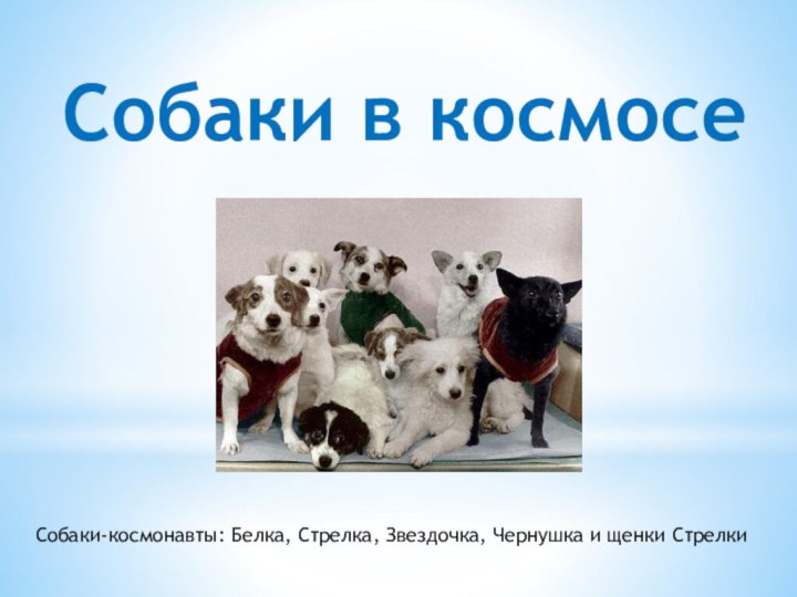 Собаки в космосеСобаки-космонавты: Белка, Стрелка, Звездочка, Чернушка и щенки Стрелки