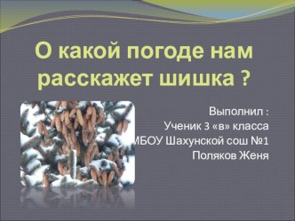 Исследовательская работа О какой погоде нам расскажет шишка