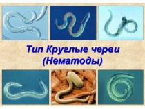 Презентация по биологии Круглые черви