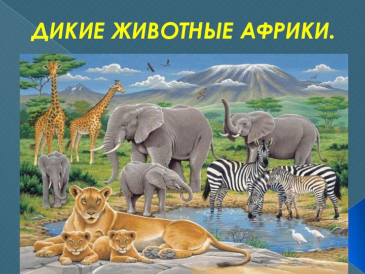 ДИКИЕ ЖИВОТНЫЕ АФРИКИ.