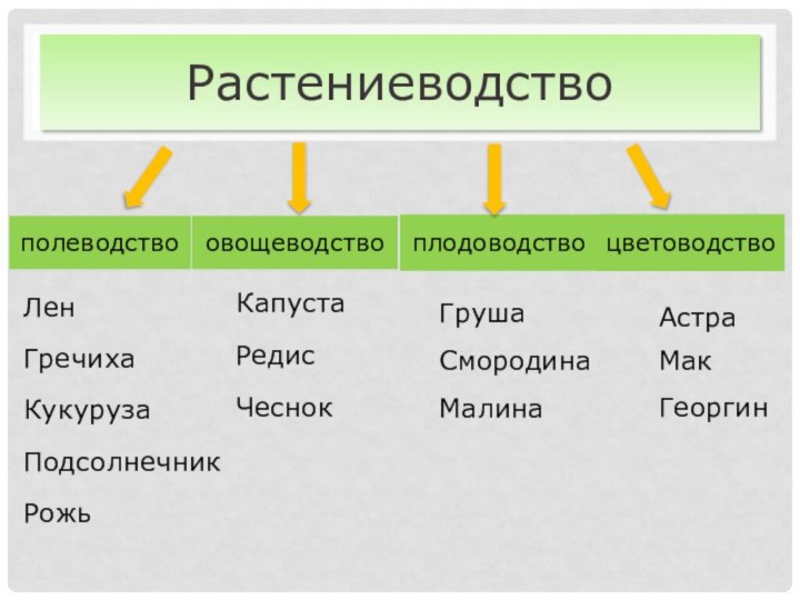 РастениеводствополеводствоовощеводствоплодоводствоцветоводствоАстраГречихаГрушаКапустаМакКукурузаЛенЧеснокСмородинаРедисГеоргинПодсолнечникРожьМалина