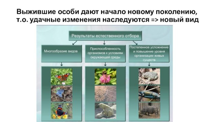 Выжившие особи дают начало новому поколению, т.о. удачные изменения наследуются => новый вид