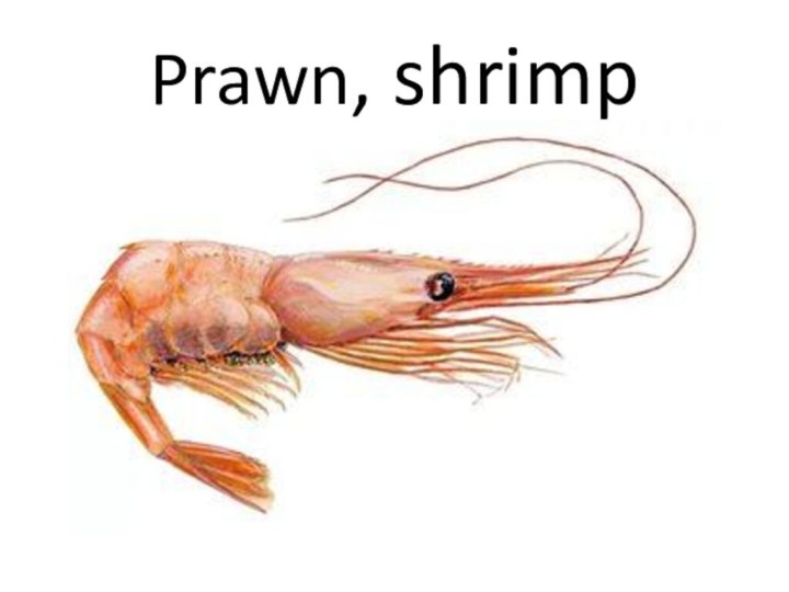 Prawn, shrimp