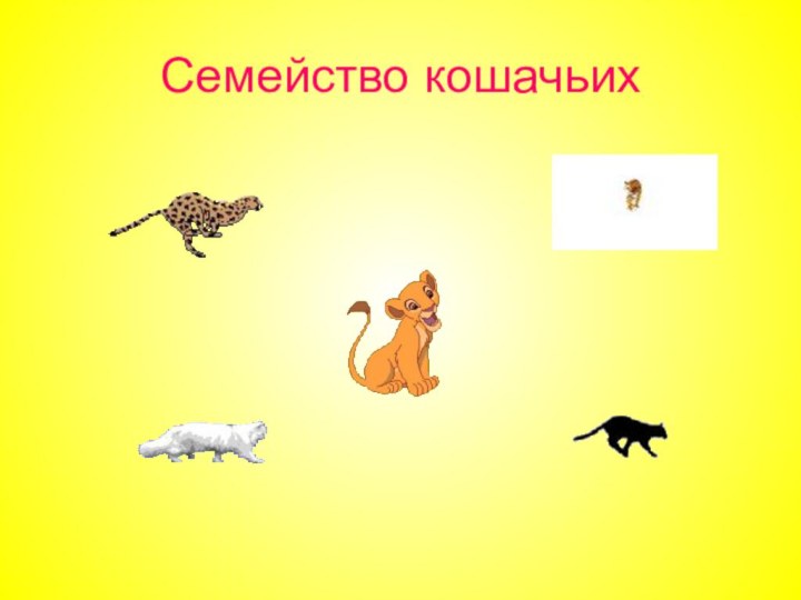 Семейство кошачьих