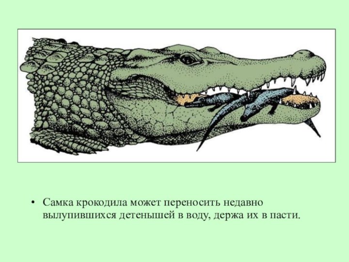 Самка крокодила может переносить недавно вылупившихся детенышей в воду, держа их в пасти.