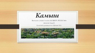 Презентация по окружающему миру Камыш. Выполнена учеником 3 класса Денисовым Андреем.