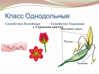 Класс Однодольные