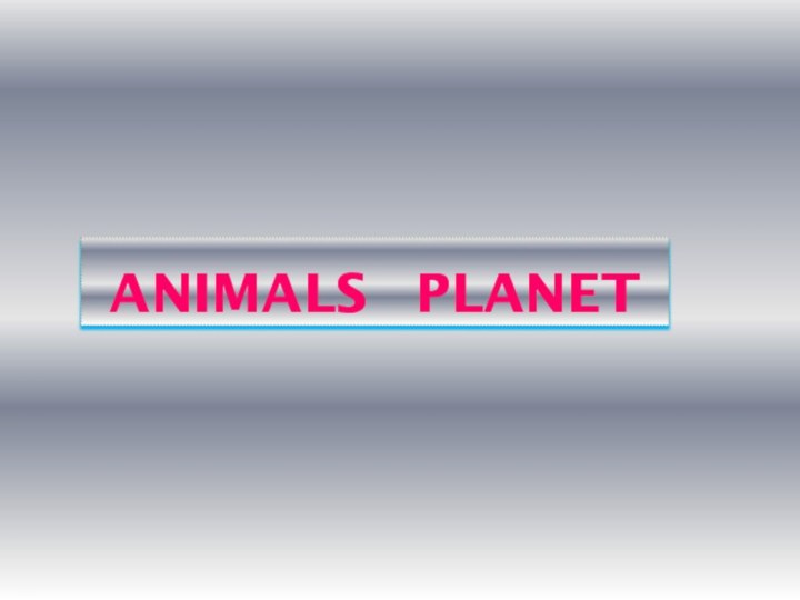 Animals  planet