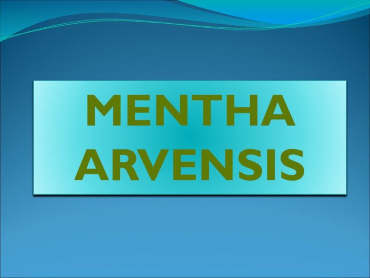 MENTHA ARVENSIS