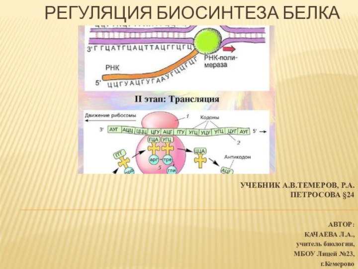 РЕГУЛЯЦИЯ БИОСИНТЕЗА БЕЛКАУЧЕБНИК А.В.ТЕМЕРОВ, Р.А.ПЕТРОСОВА §24АВТОР:КАЧАЕВА Л.А.,учитель биологии, МБОУ Лицей №23, г.Кемерово