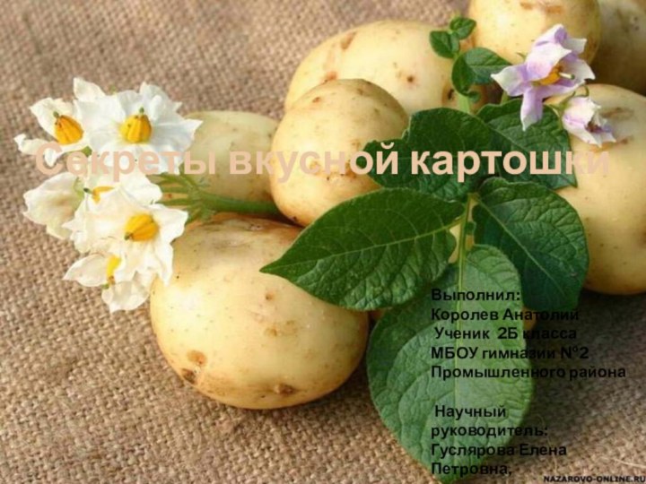 Секреты вкусной картошкиВыполнил:Королев Анатолий Ученик 2Б классаМБОУ гимназии №2Промышленного района  Научный руководитель:Гуслярова Елена Петровна,учитель начальных классов