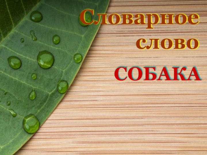 Словарное словоСОБАКА