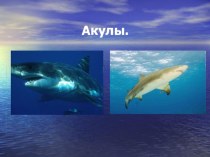 Презентация по биологии Акулы