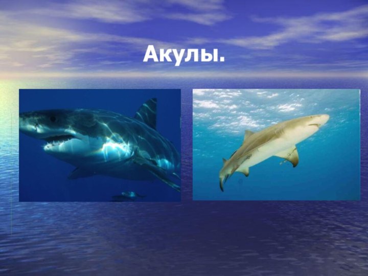 Акулы.