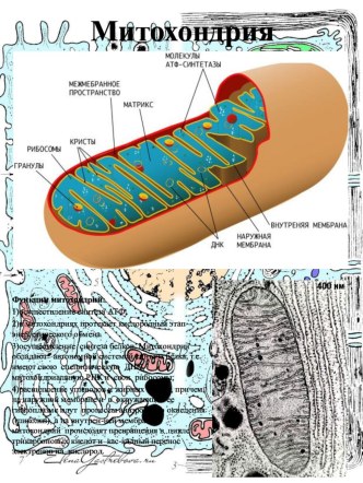 Раздаточный материал по теме: Эукариотическая клетка_Митохондрии