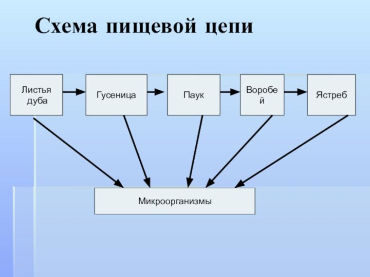 Схема пищевой цепиЛистья дубаГусеницаПаукВоробейЯстребМикроорганизмы