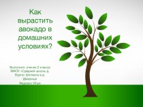 Презентация  Как вырастить авокадо в домашних условиях