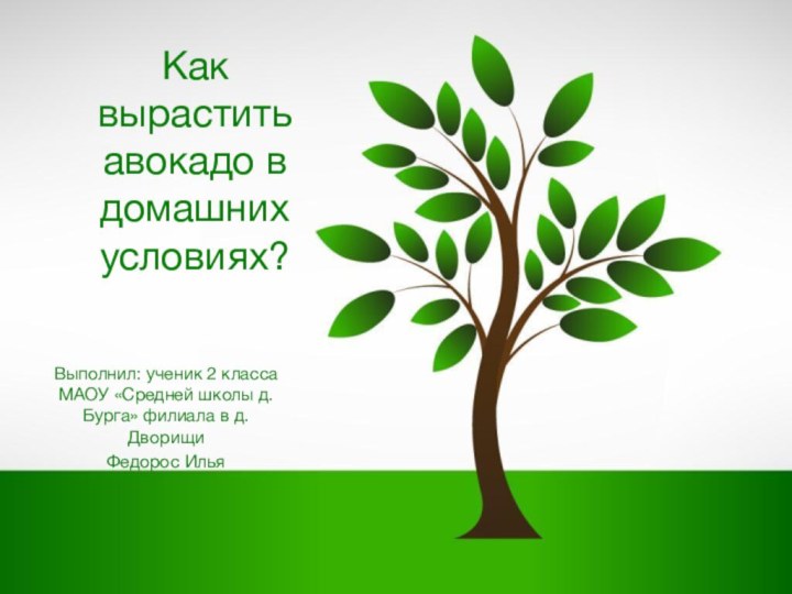 Как вырастить авокадо в домашних условиях?Выполнил: ученик 2 класса МАОУ «Средней школы