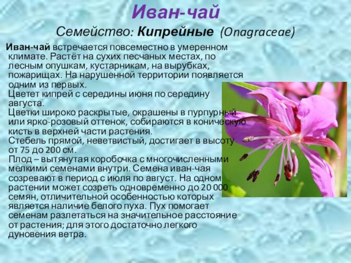 Доклад про растение 3 класс. Кипрей цветок описание.