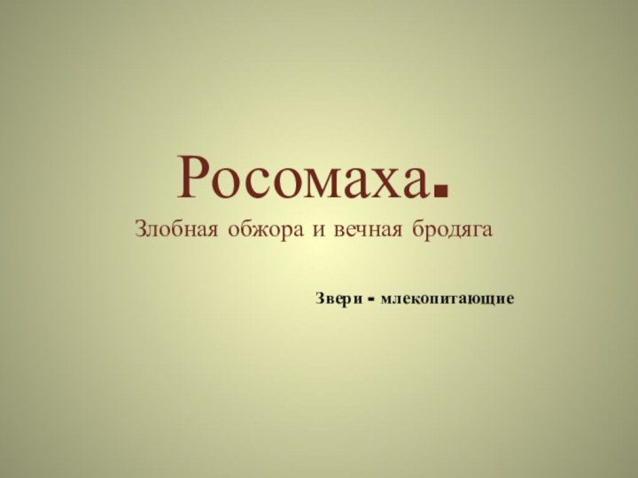 Росомаха. Злобная обжора и вечная бродяга  Звери - млекопитающие