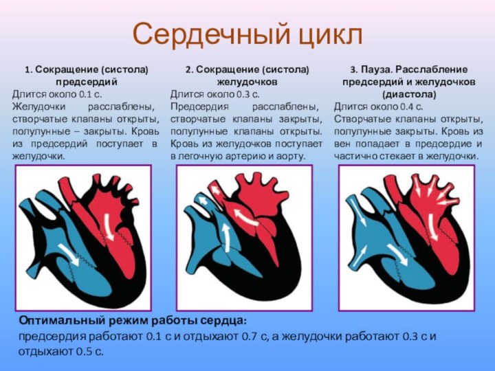 Пассивное наполнение сердца кровью фаза сердечного цикла. Фазы сердечного цикла 8 класс биология. Фаза сердечного цикла систола предсердий. Фазы сердечной деятельности. Сердечный цикл. Фазы сокращения сердца.