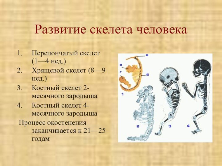 Развитие скелета человекаПерепончатый скелет (1—4 нед.)Хрящевой скелет (8—9 нед.)Костный скелет 2-месячного зародышаКостный