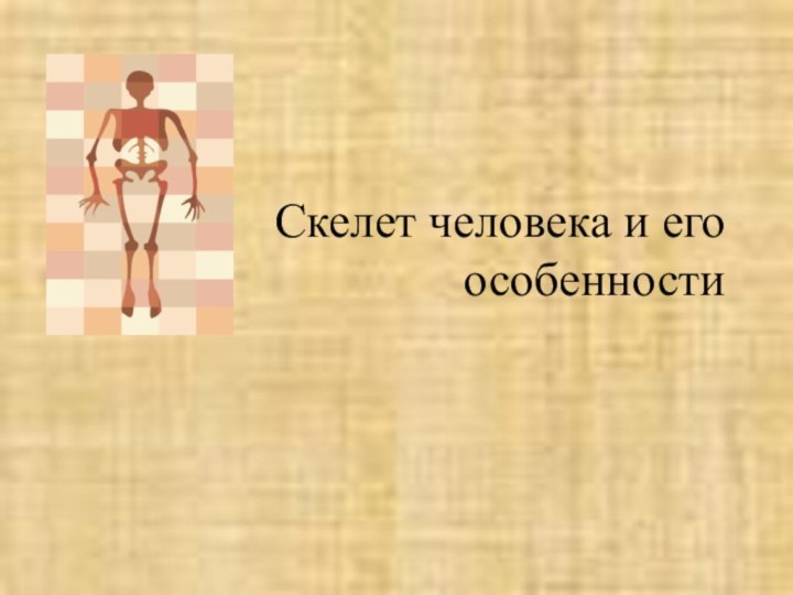 Скелет человека и его особенности
