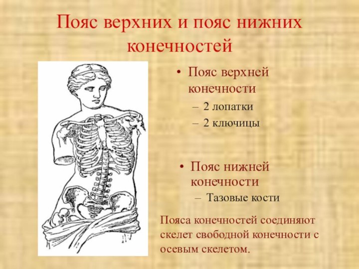 Пояс верхних и пояс нижних конечностейПояс верхней конечности2 лопатки2 ключицыПояс нижней конечностиТазовые