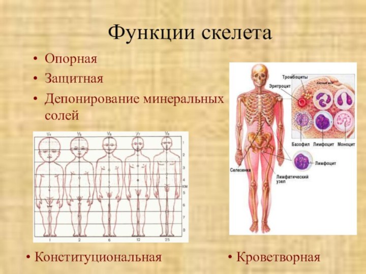 Функции скелетаОпорнаяЗащитнаяДепонирование минеральных солей Кроветворная Конституциональная